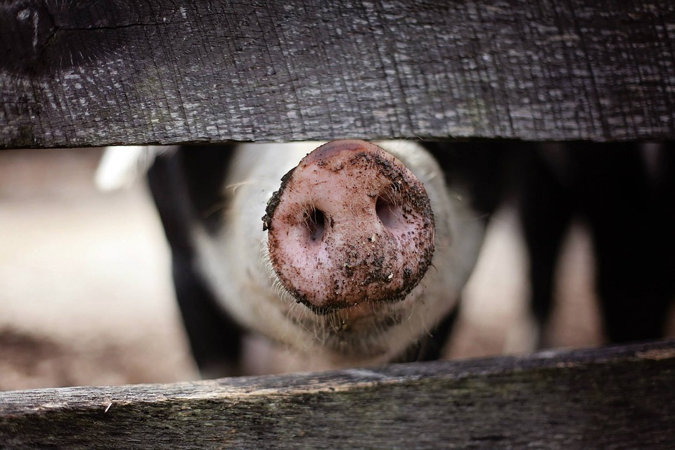 pig pig