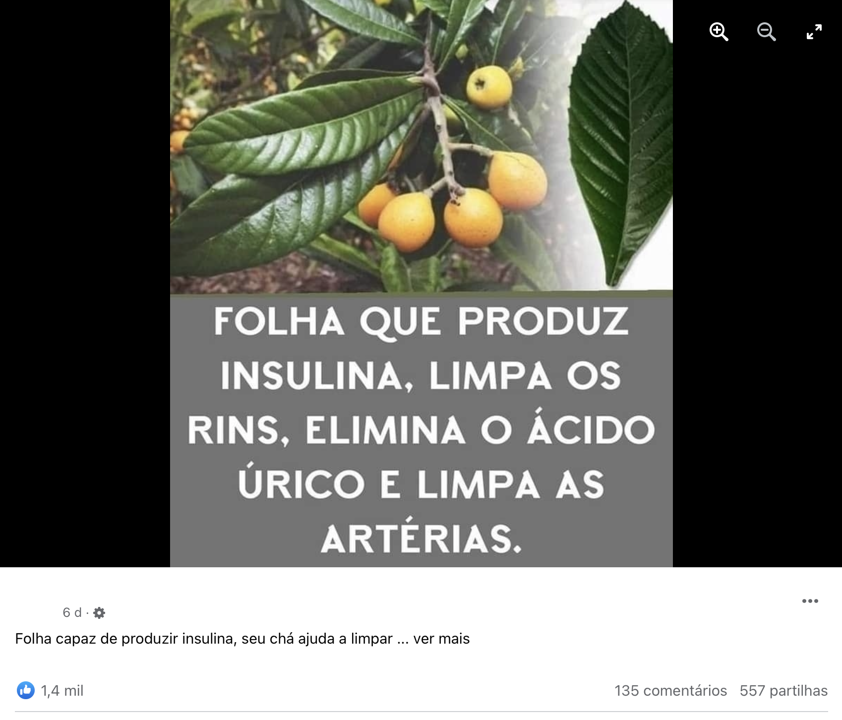 verdade que a folha de nespereira capaz de limpar os rins e